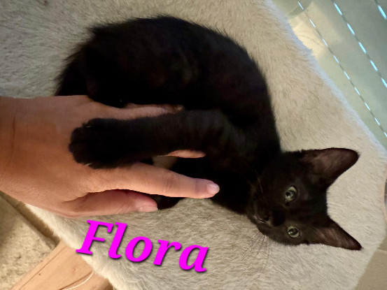 Adopter Flora