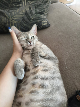 Adopter Fougère