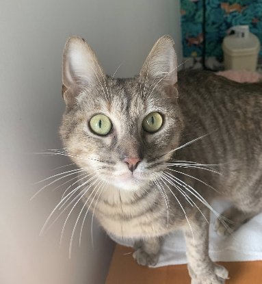 Adopter Fougère