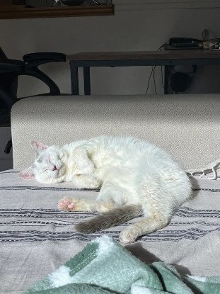 Adopter Frigost
