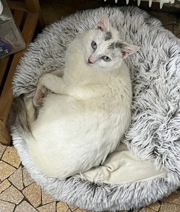Adopter Frigost