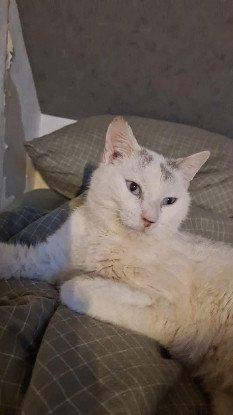 Adoption Frigost
