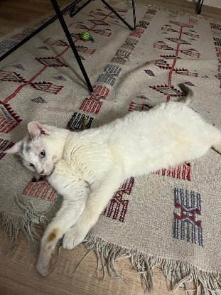 Adoption Frigost