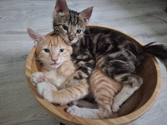 Adopter Frodon & sam