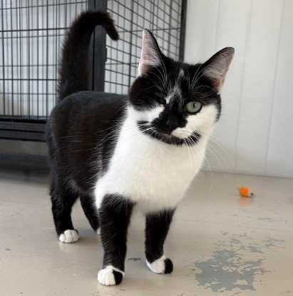 Adopter Futty
