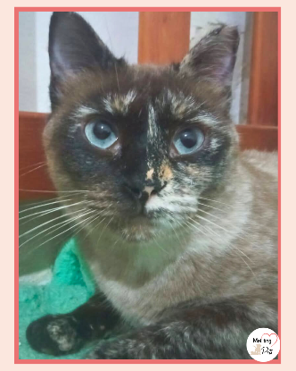 Adopter Galaxy