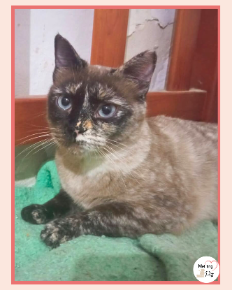 Adoption Galaxy