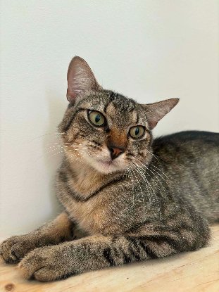 Adopter Garçon
