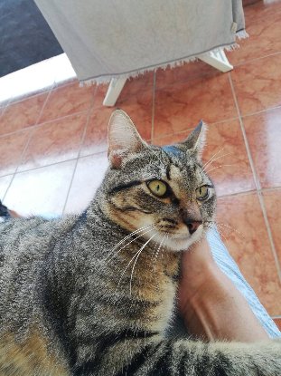Adopter Garçon