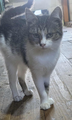 Adopter Gatto