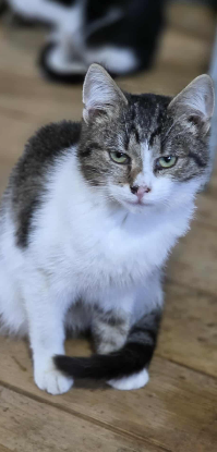 Adopter Gatto