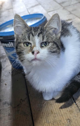 Adoption Gatto