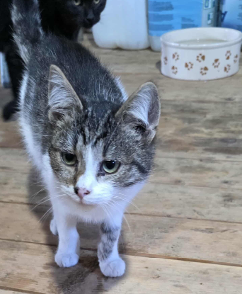 Adoption Gatto