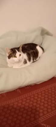 Adoption Gaufrette