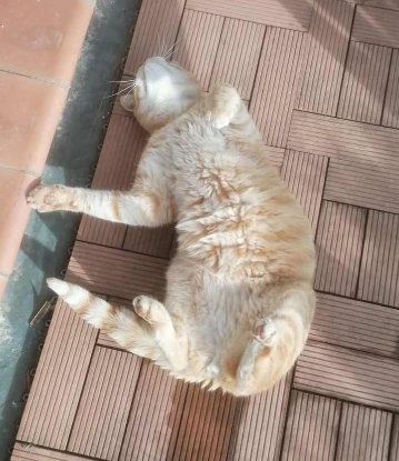 Adopter Genet