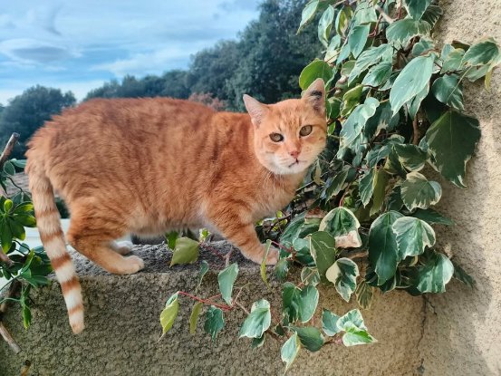 Adopter Genet