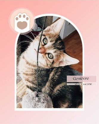 Adopter Genievre