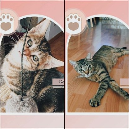 Adopter Genievre et zoe