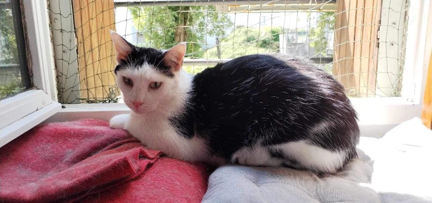 Adopter Gerald
