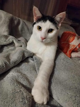 Adopter Gerald