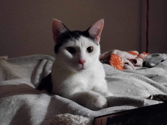 Adoption Gerald