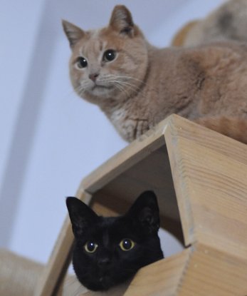 Adopter Getxo et Maxi