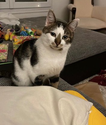 Adopter Gianni