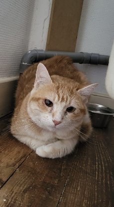 Adopter Ginny