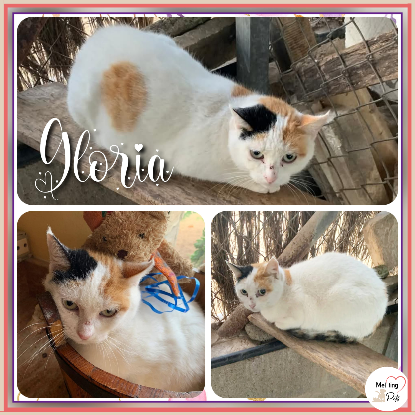 Adopter Gloria