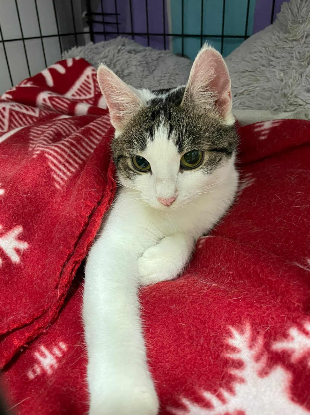 Adopter Gloria