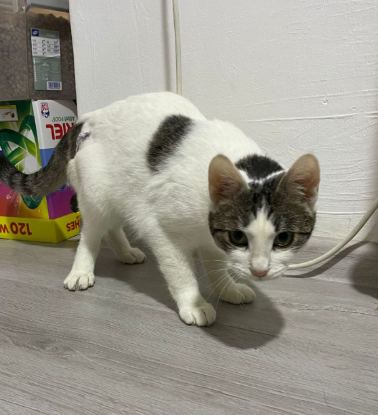 Adopter Gloria