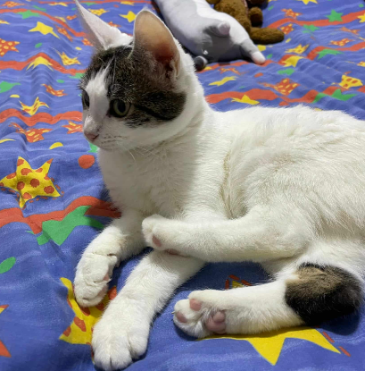 Adoption Gloria