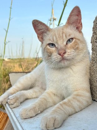 Adopter Golden