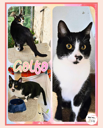 Adopter Golfo