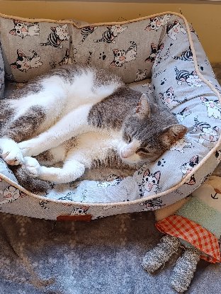 Adopter Greta