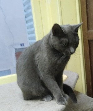 Adopter Grisette