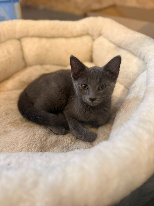 Adopter Hai