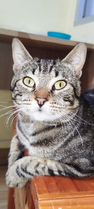 Adopter Hector