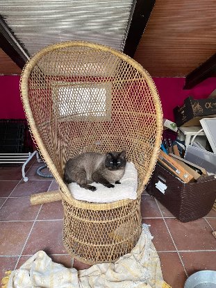Adopter Herco
