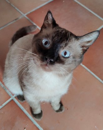 Adopter Herco