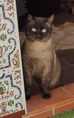 Adoption Herco