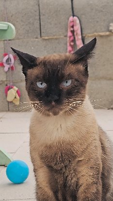 Adopter Hermes