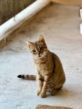 Adopter Hestia