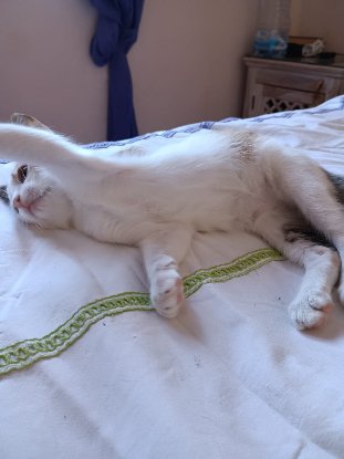 Adopter Holly