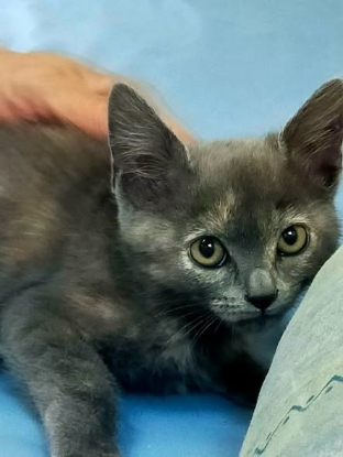 Adopter Holly