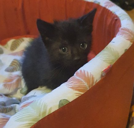 Adopter Horis