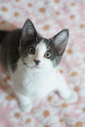 Adopter If
