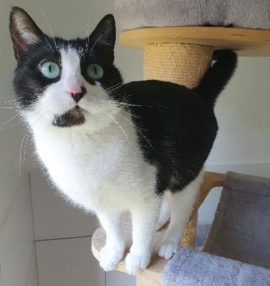 Adopter Inaya