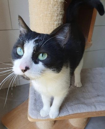 Adoption Inaya