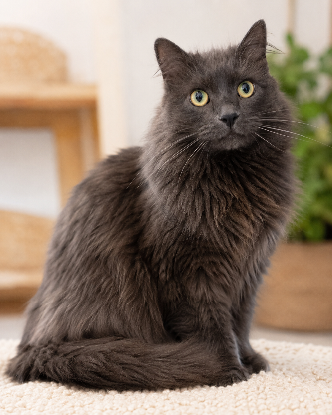 Adopter Iro